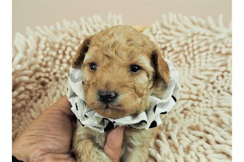 成約済の埼玉県のトイプードル-109526の1枚目